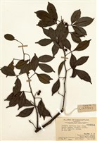 藏品(飛龍掌血)的圖片